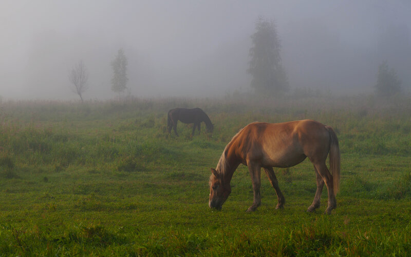 лето, туман, поле, лошади  фото превью