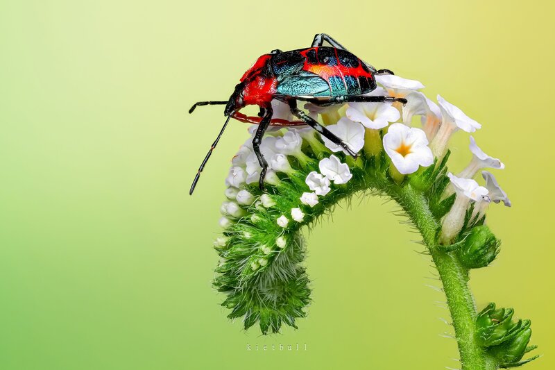 A stinkbug фото превью
