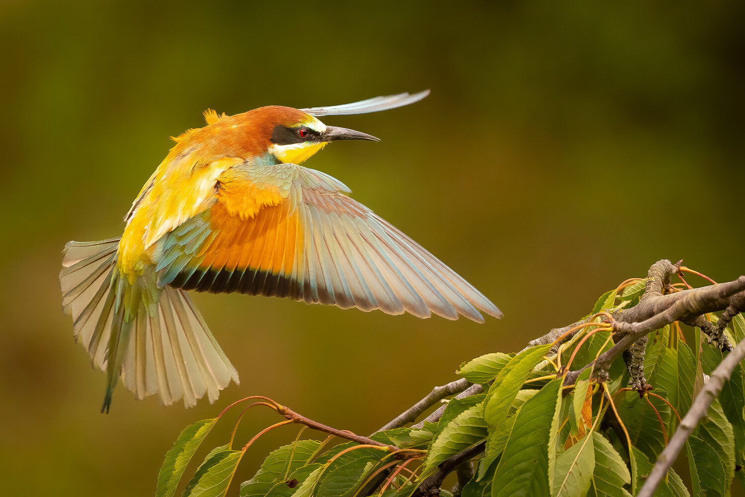 Bee-eater. Автор: Adamec Robert , Adamec Robert
