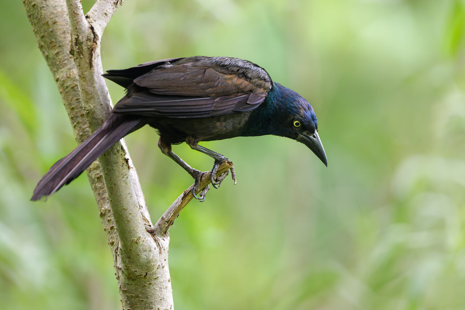 птица, гракл, фотоохота, common grackle, Vladimir Kulikov