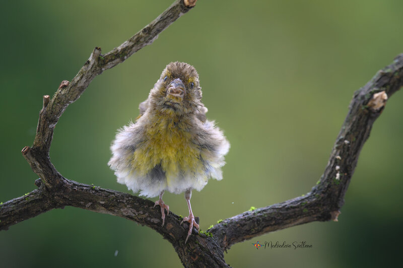 фотоохота, птица, зеленушка, природа, дикаяприрода, birdwatching А вот и я! фото превью