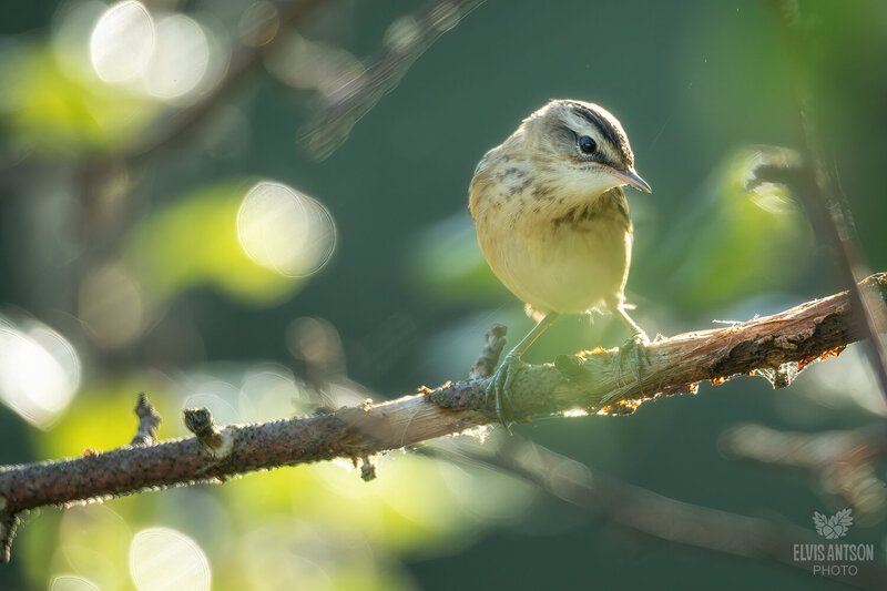 Камышовка-барсучок (Acrocephalus schoenobaenus) фото превью