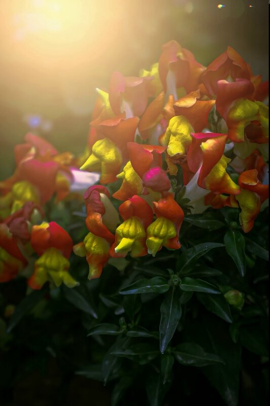макро, macro, лето, summer Львиный зев фото превью