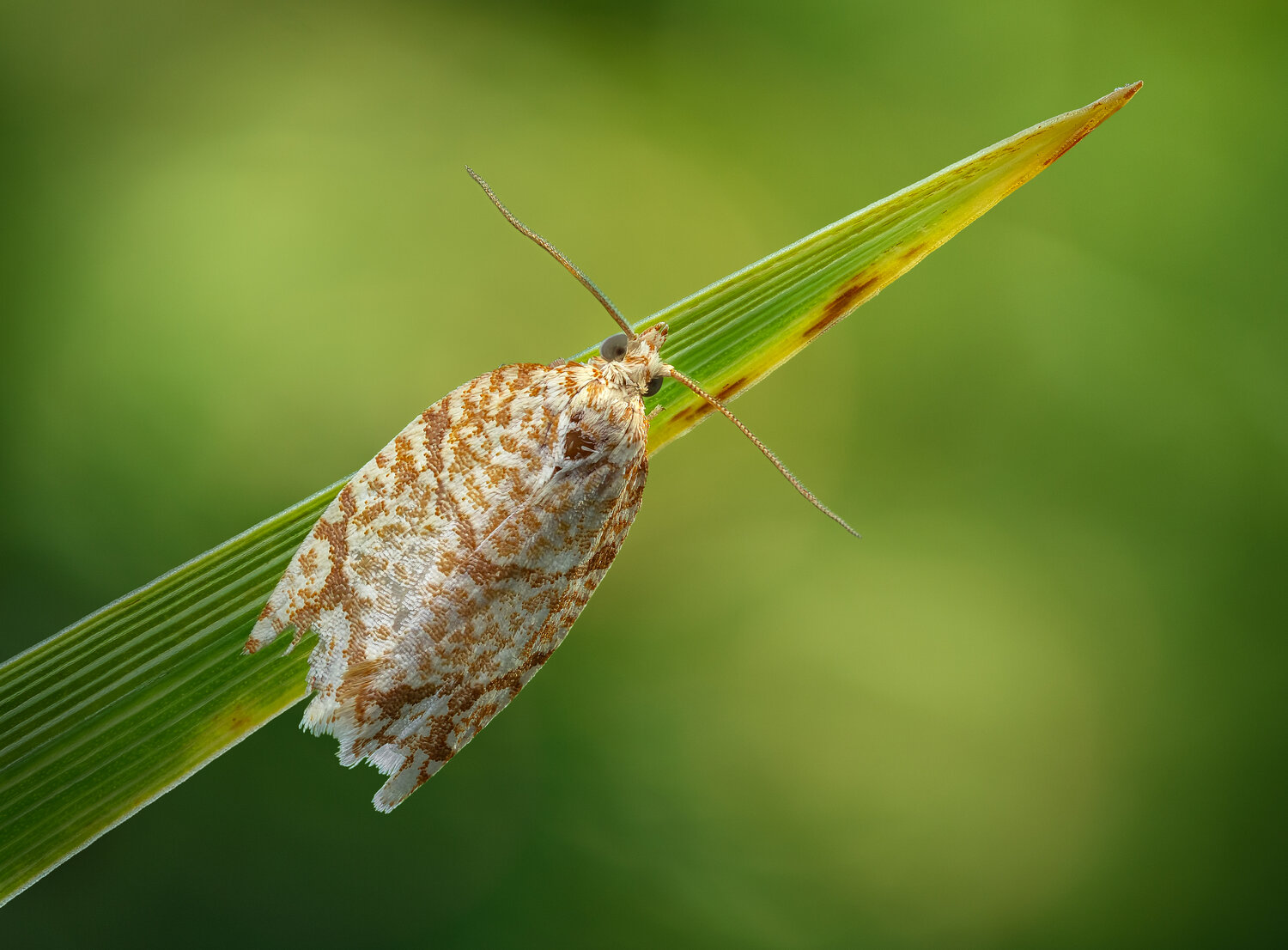 moth, insect, macro, grass, morning, Atul Saluja