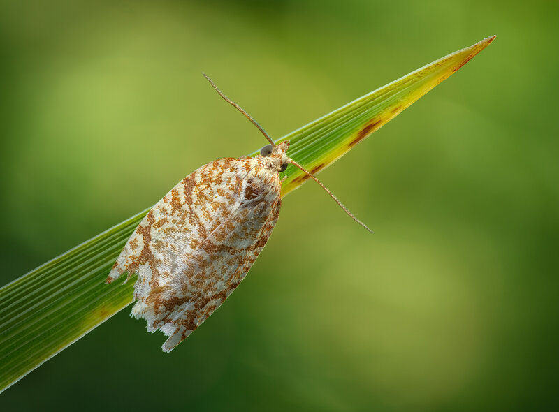 moth, insect, macro, grass, morning Woven wings фото превью