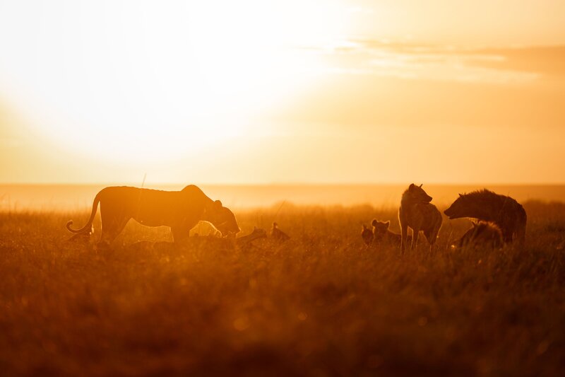Coexistence in golden hours. фото превью