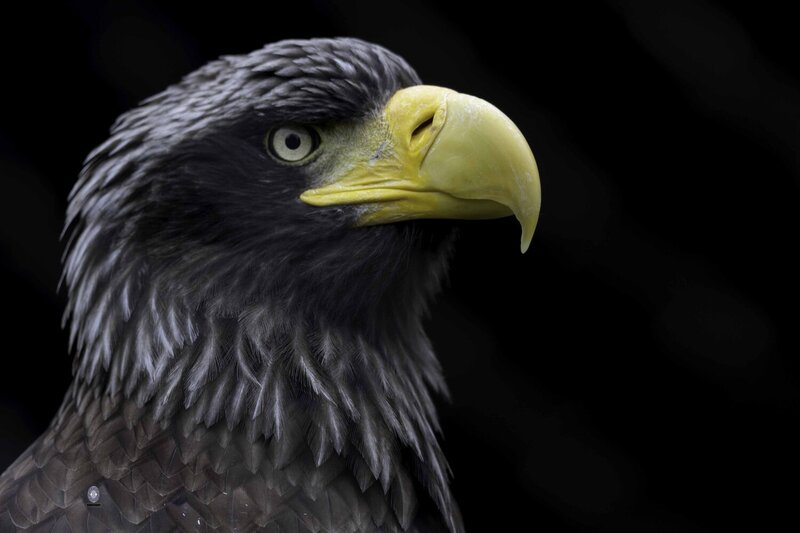 Steller\\\'s sea eagle фото превью