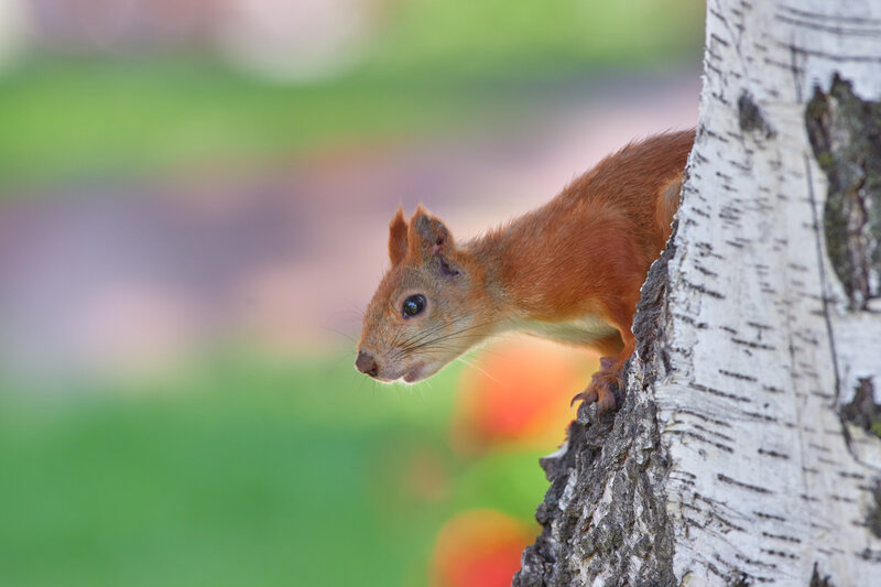 Sciurus vulgaris, белка Sciurus vulgaris фото превью