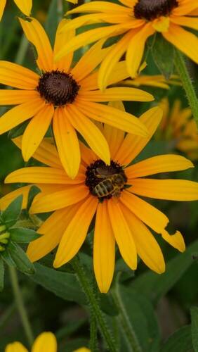 Nature photos
