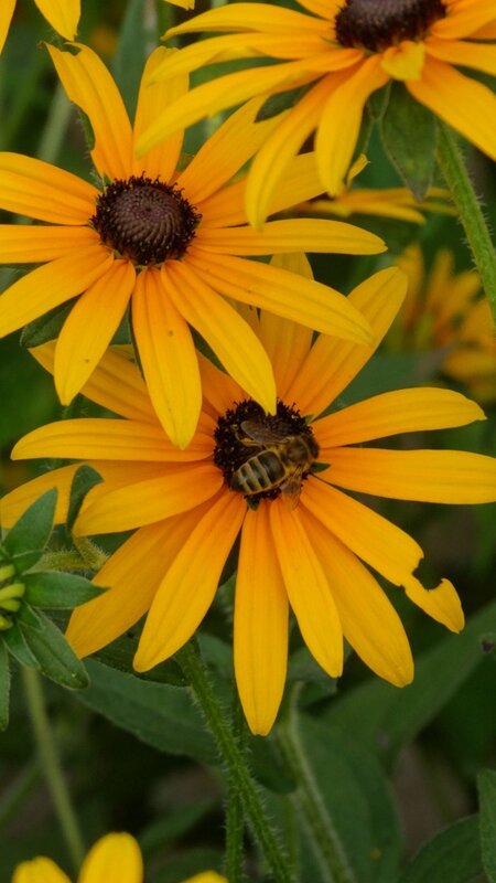 nature photos flowers bee, horse Nature photos фото превью