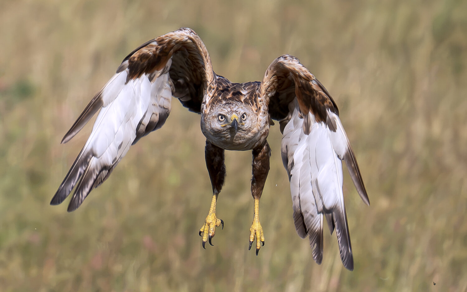 long-legged, buzzard, Sener Goker