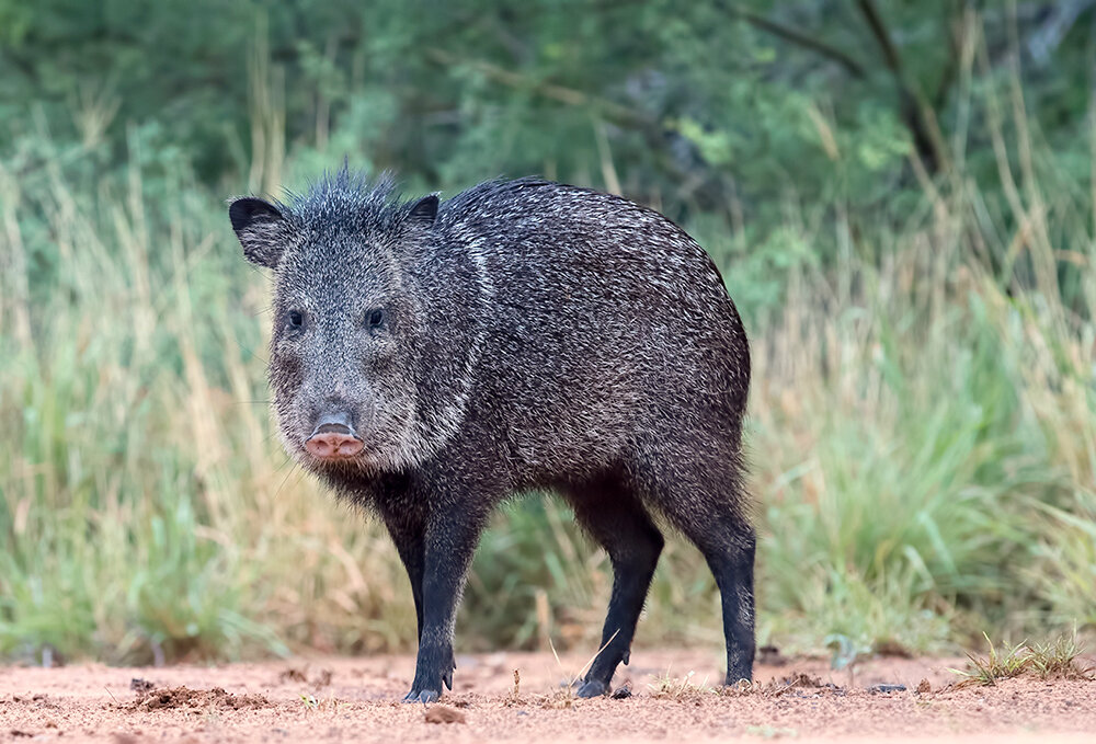 javelinas, peccary, пекариевые, animal, wild, животные, дикие животные, техас, Etkind Elizabeth