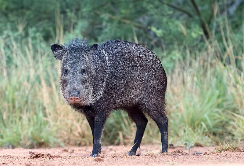javelinas, peccary, пекариевые, animal, wild, животные, дикие животные, техас Javelinas, Peccary -  Пекариевые фото превью