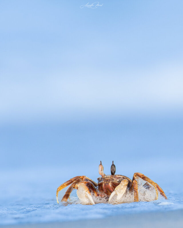 anandhumurali, wildlife, kerala, beach, crab Ghost фото превью