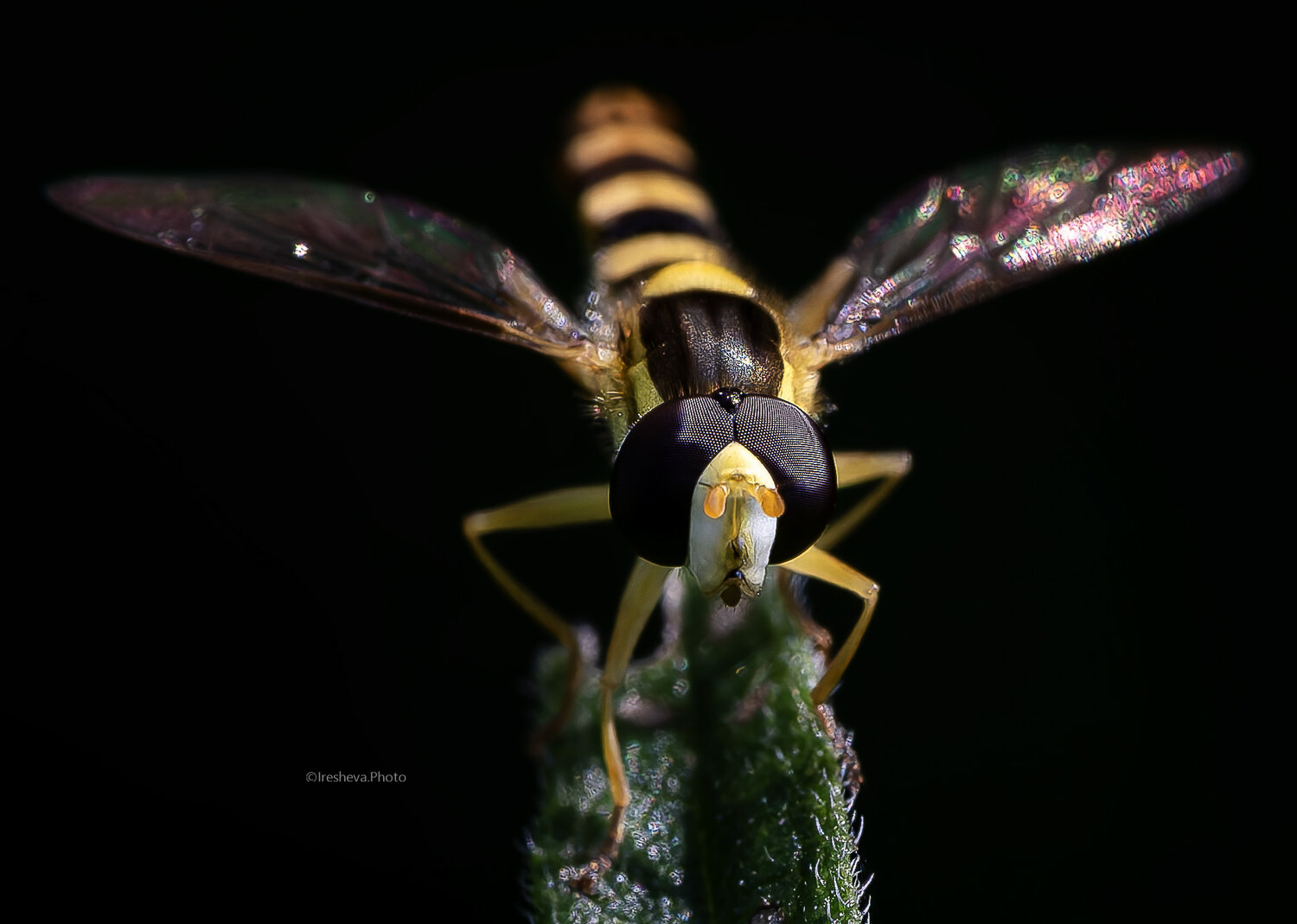 Macro, Журчалка, Ирешева Мария