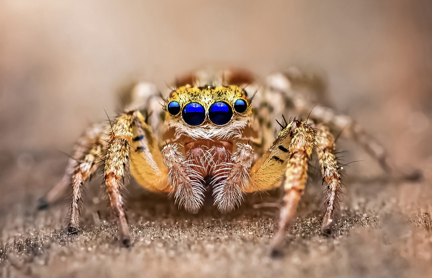 spider, jumping spider, macro, Atul Saluja