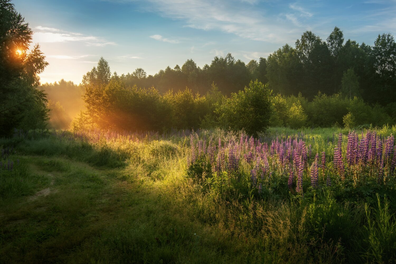 люпины, цветы, утро, рассвет, лучи, туман, солнце, лето, природа, пейзаж, Елена Соколова
