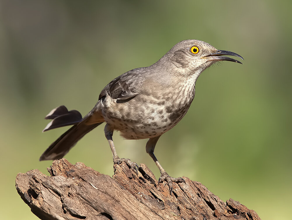 пятнистый кривоклювый пересмешник, curve billed thrasher, thrasher, пересмешник, texas, birds, wild, птицы, техас, Etkind Elizabeth