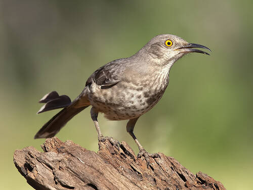 Curve Billed Thrasher -Пятнистый кривоклювый пересмешник