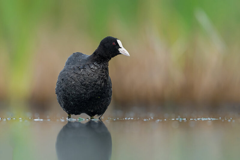eurasian coot, fulica atra, coot, waterbird, wild bird, wildlife, wildlife photography, bird photography, nature, nature photography, wetland, marsh, freshwater, reflection, calm water, black bird, white beak, frontal shield, red eye, avian, ornithology,  Eurasian Coot on Calm Water фото превью