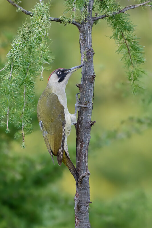 european green woodpecker, picus viridis, green woodpecker, woodpecker, bird, wild bird, wildlife, wildlife photography, bird photography, nature, nature photography, forest bird, woodland, tree trunk, climbing bird, perched bird, avian, ornithology, colo European Green Woodpecker on Tree Trunk фото превью