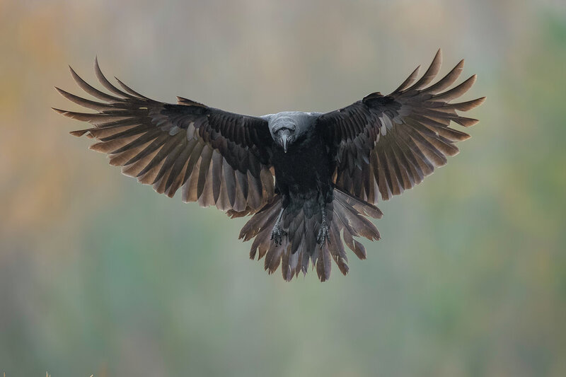 Hooded Crow Hovering in Flight фото превью