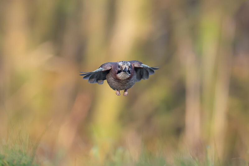 Eurasian Jay Flying Head-On фото превью