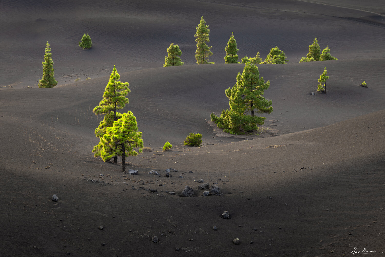 pines, pine trees, volcano, volcanic, landscape, Roman Bevzenko