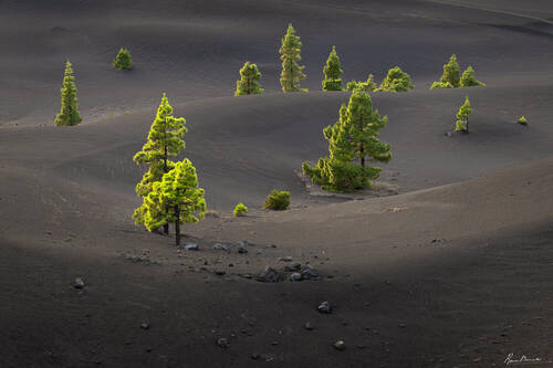 Pine Trees in Volcanic Ash, La Palma, Canary Islands