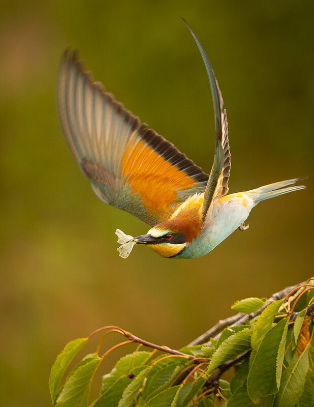 Bee-eater фото превью