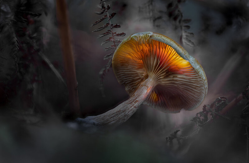Dusk фото превью