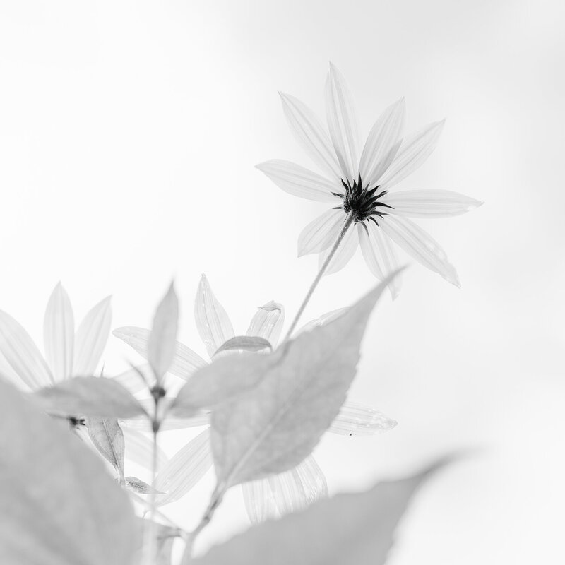 Helianthus tuberosus фото превью