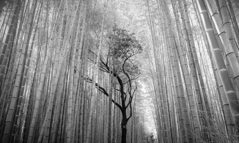 Kyoto, Japan Bamboo фото превью