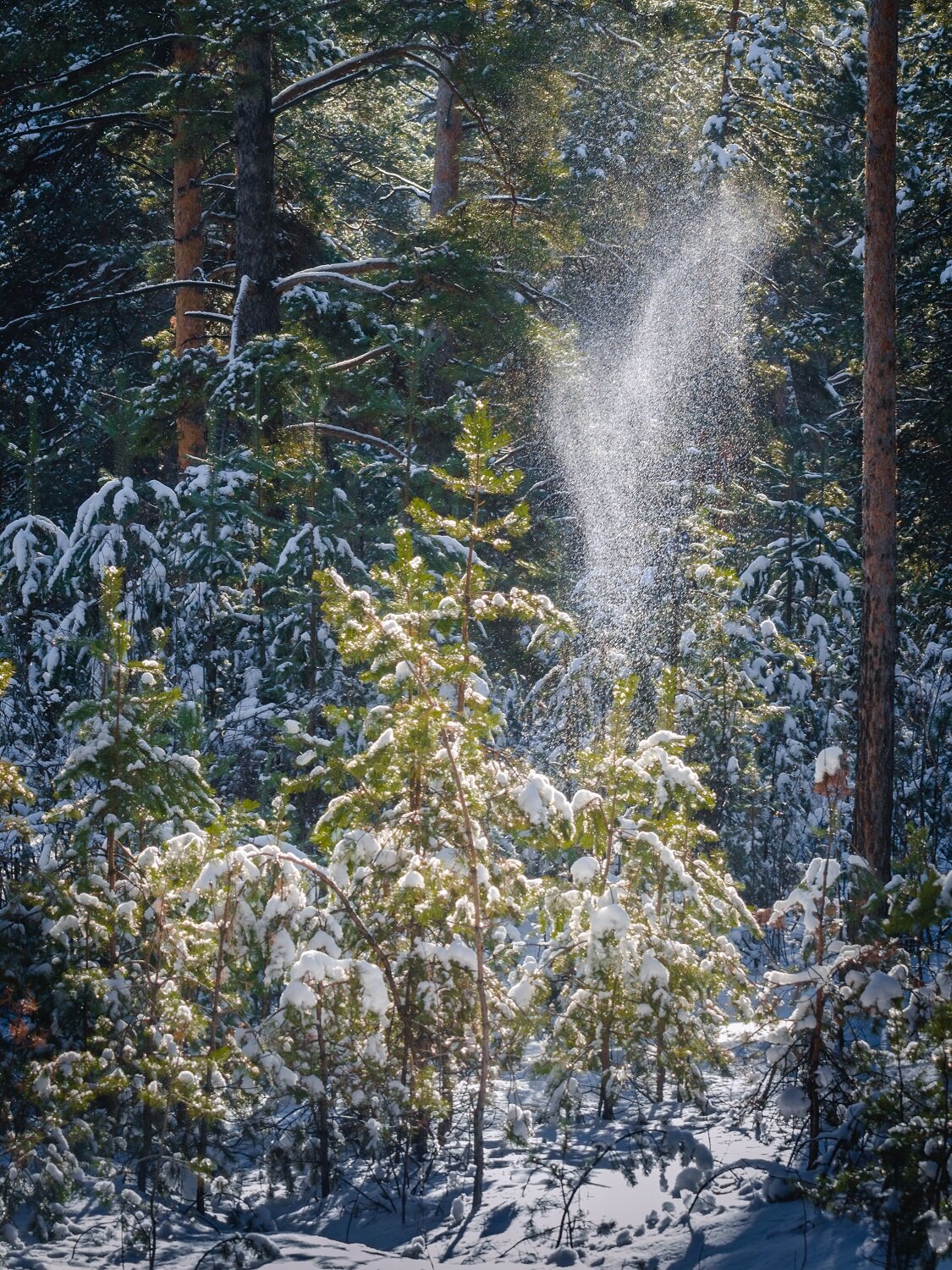 лес, зима, снег, сибирь, Вадим Душкин