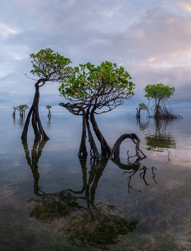 Sumba dancing trees фото превью