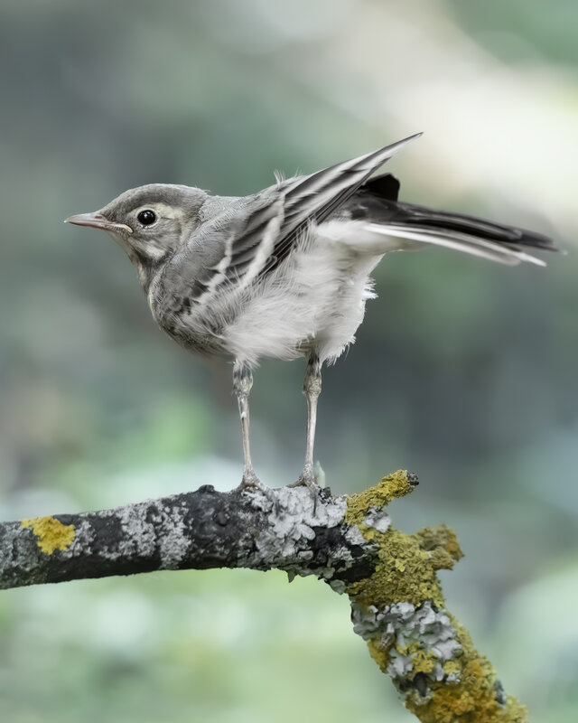 Белая трясогузка (Motacilla alba) фото превью