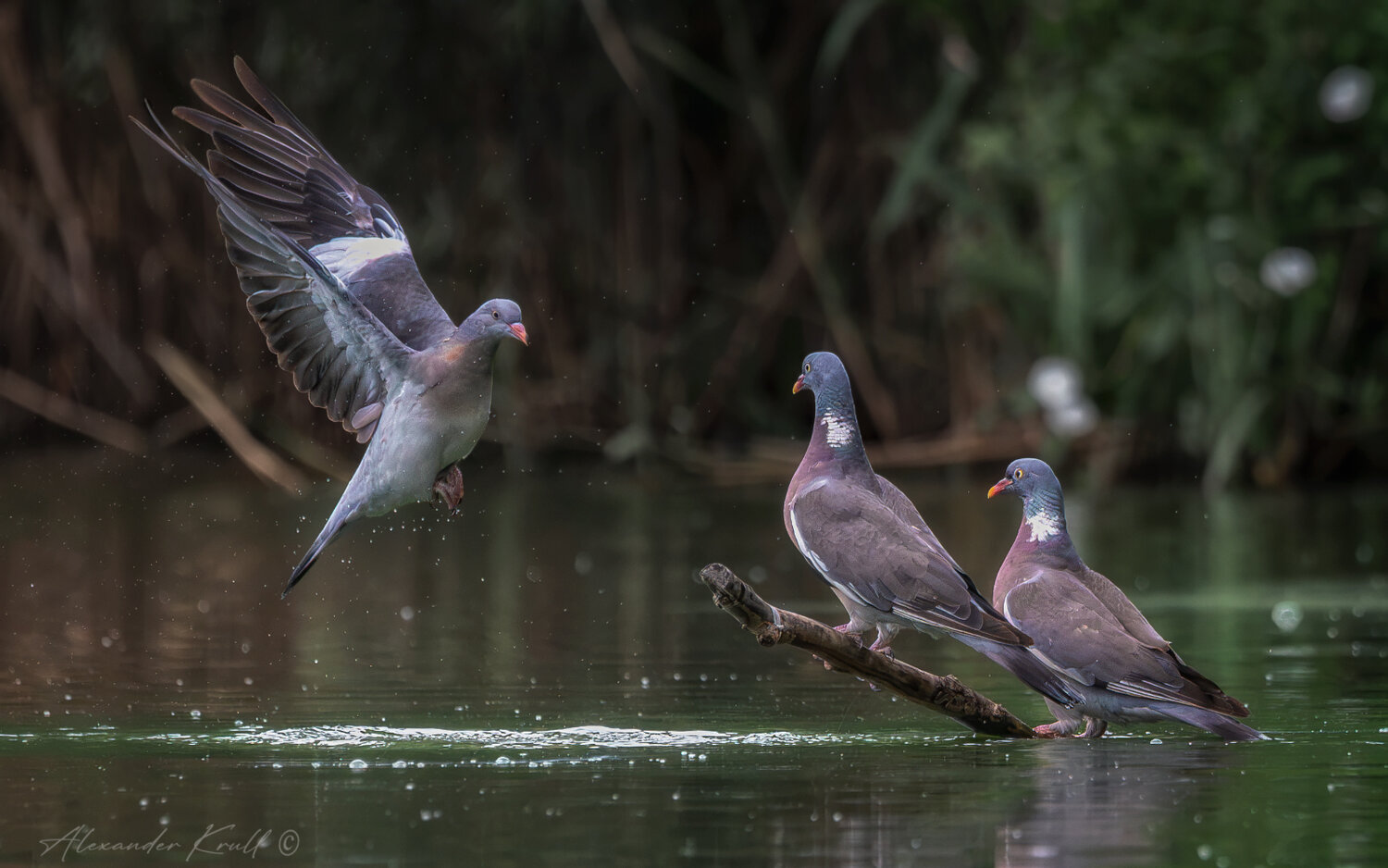 вяхирь, витютень, лесной голубь, columba palumbus, водопой, голубь, Александр Круль