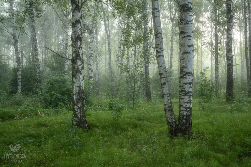 Утренняя свежесть фото превью