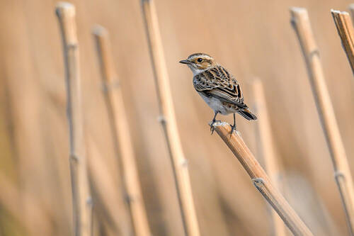 Saxicola rubetra