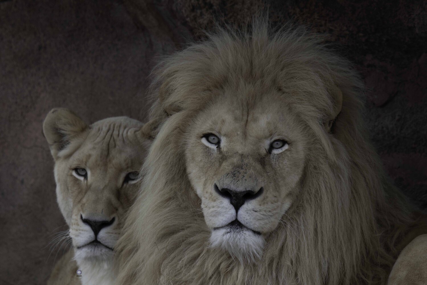 White lion. Автор: Ali Pashang , Ali Pashang