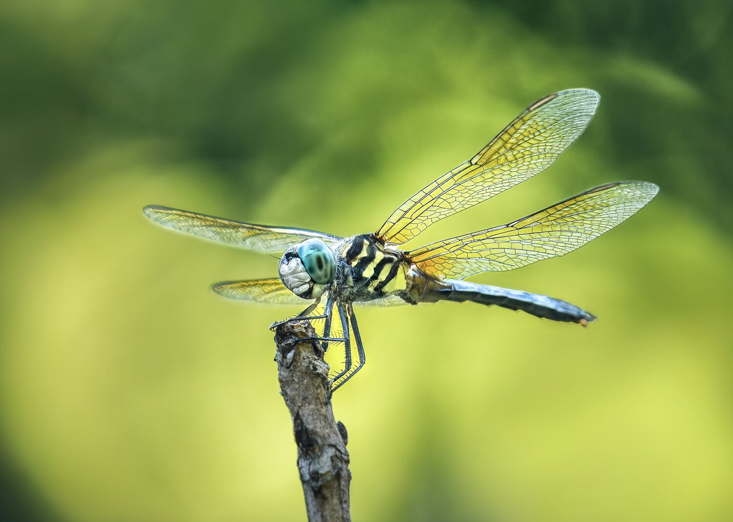 dragonfly, insect, macro, Atul Saluja