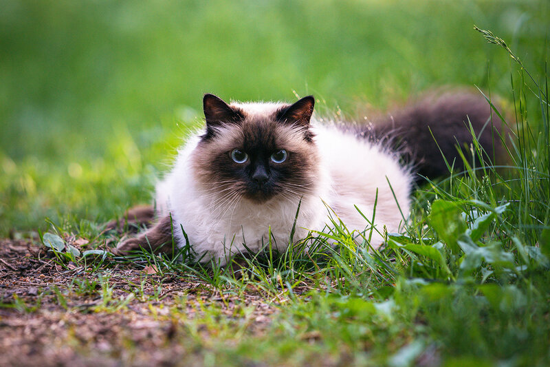 животные, кошки, невская маскарадная, фауна, природа, трава, cats, animals, невская маскарадная кошка, nature Отдых на природе фото превью