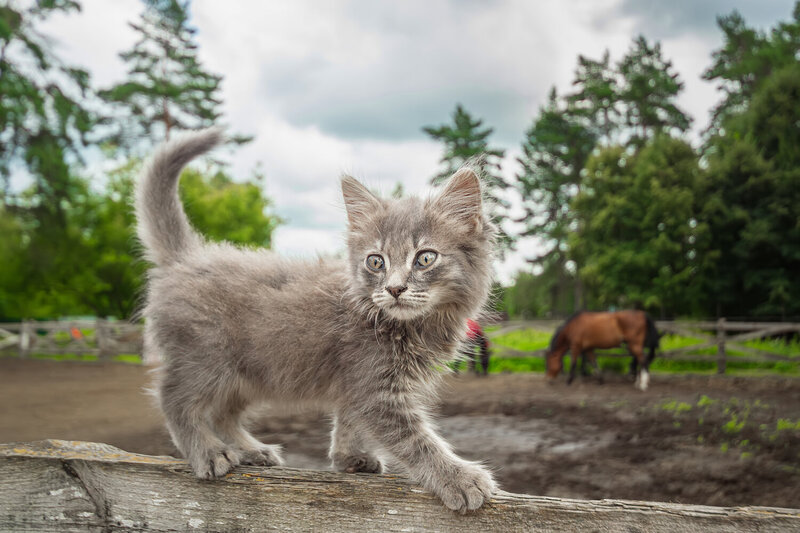 Котёнок на конюшне фото превью