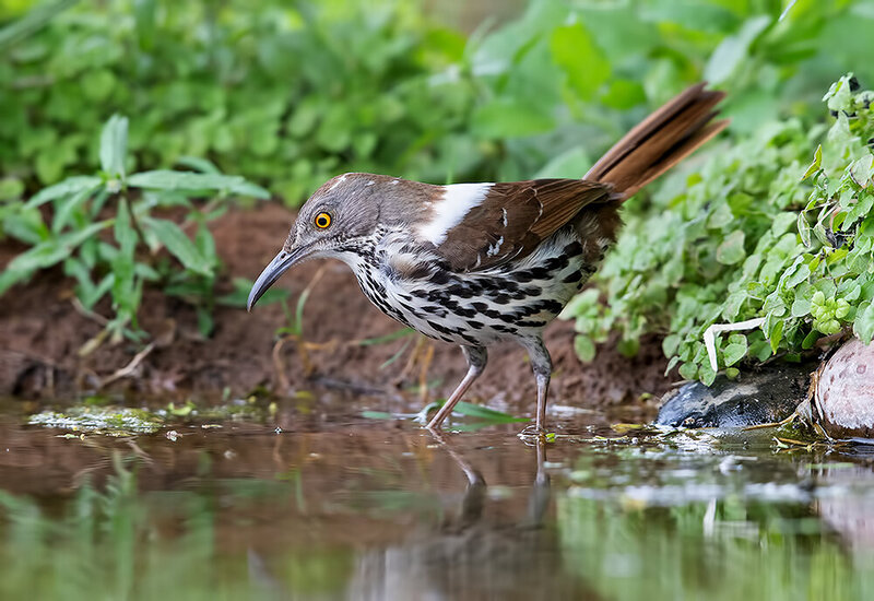 long-billed trasher, trasher, пересмешник, птицы, техас, birds, wild Long-billed Trasher - Рыжий кривоклювый пересмешник фото превью