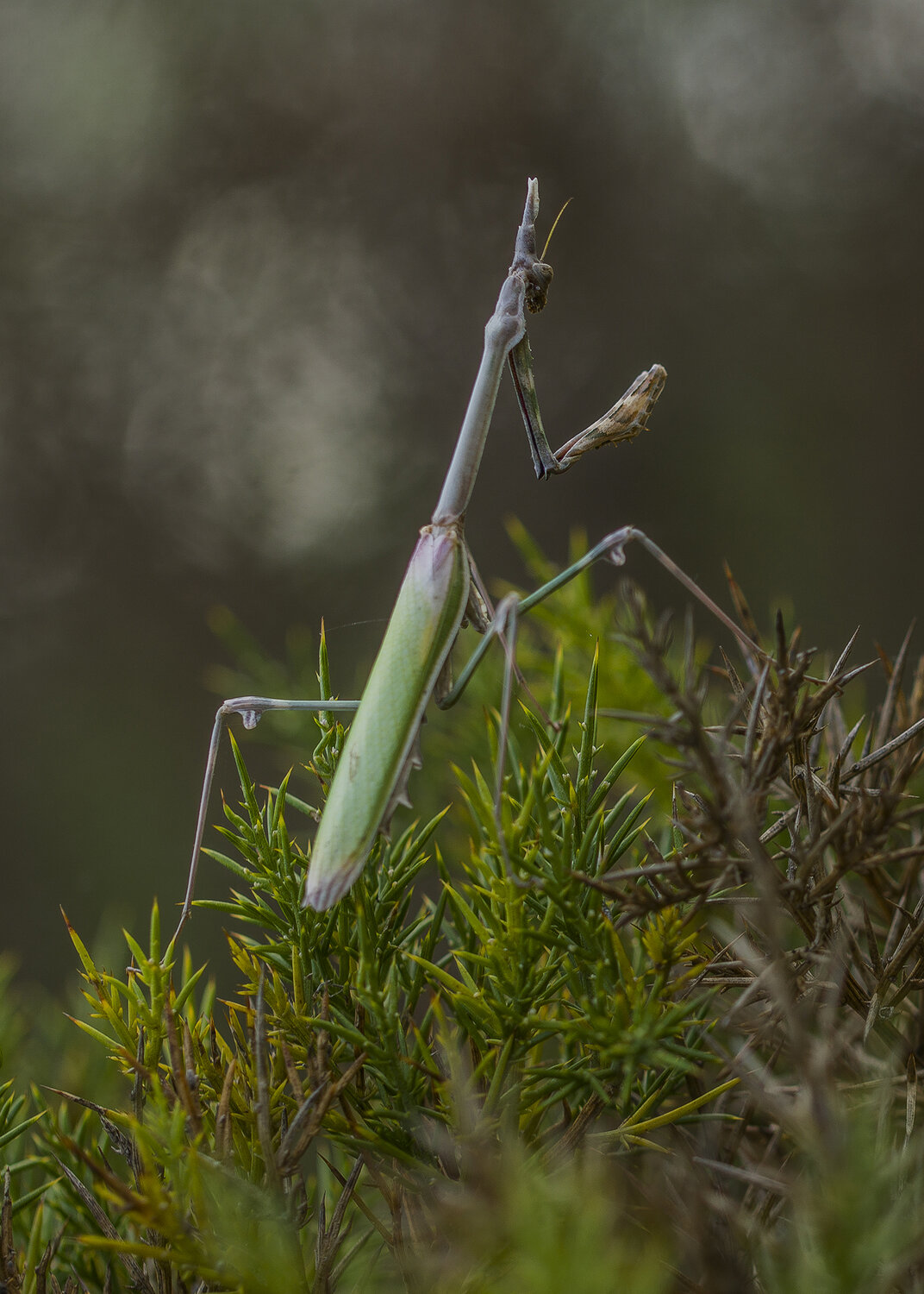 insect, mantidae, nature, predator, animal, Andr&eacute;s Emilio