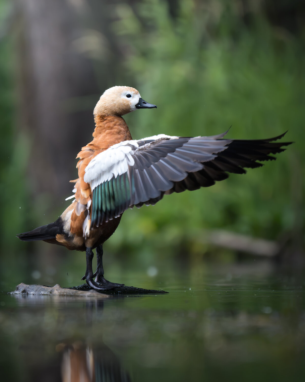 Огарь (Tadorna ferruginea) . Автор: Поляков Михаил , Поляков Михаил