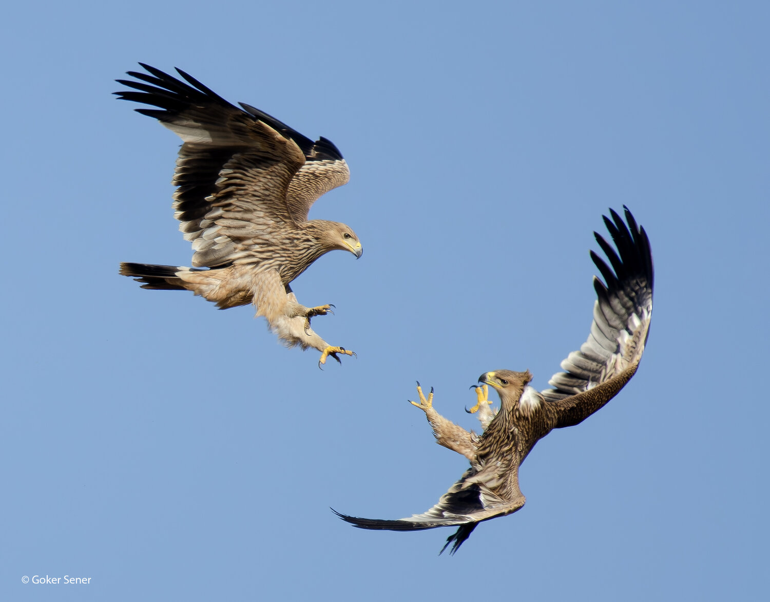 imperial, eagle, Sener Goker