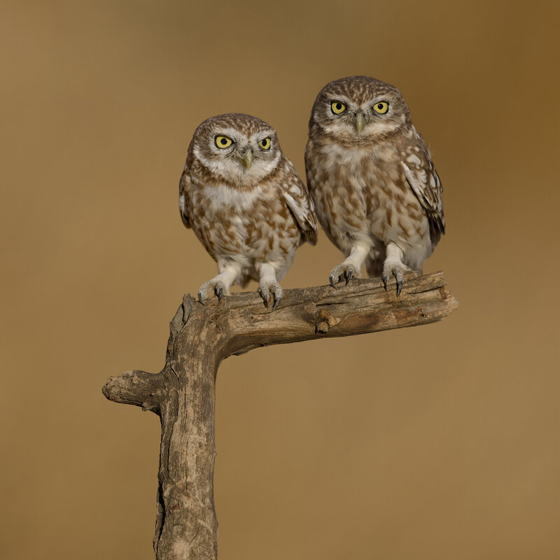 Little owls  фото превью