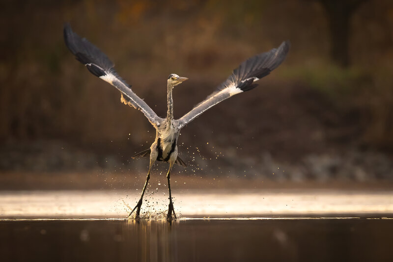 Heron фото превью