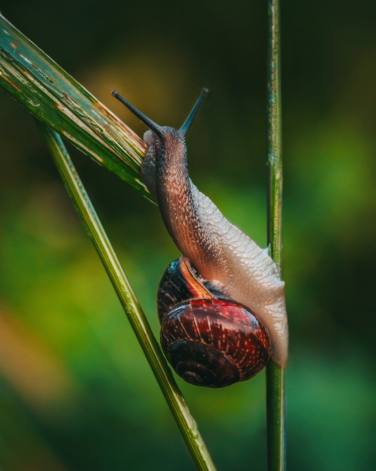 макро, улитка, насекомые, природа, фауна, macro, nature, snail, insects, Волкова Анна